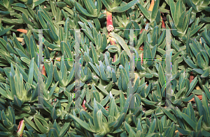 Picture of Carpobrotus chilensis 