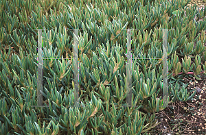 Picture of Carpobrotus chilensis 