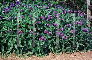 Picture of Centaurea montana 