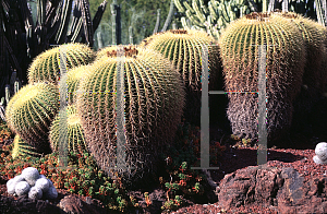 Picture of Echinocactus grusonii 