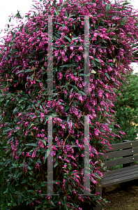 Picture of Hardenbergia violacea 'Happy Wanderer'