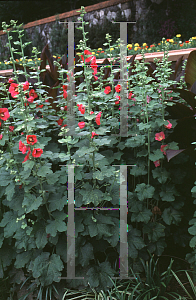 Picture of Alcea rosea 