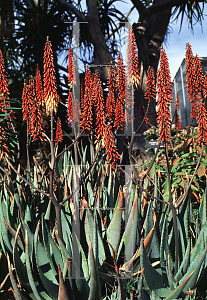 Picture of Aloe petricola 