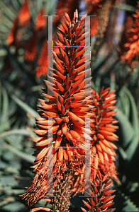 Picture of Aloe petricola 