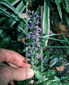 Picture of Ajuga reptans 