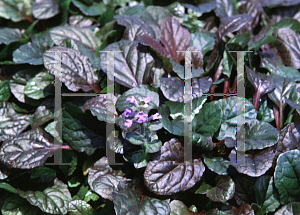 Picture of Ajuga reptans 