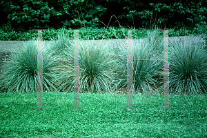 Picture of Helictotrichon sempervirens 