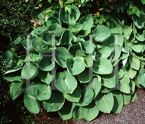 Picture of Hosta  'Golden Medallion'