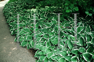 Picture of Hosta fortunei 'Francee'