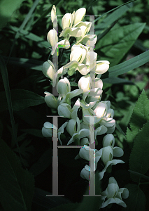 Picture of Baptisia bracteata 