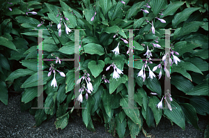 Picture of Hosta lancifolia 