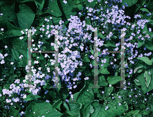 Picture of Brunnera macrophylla 