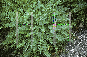 Picture of Filipendula vulgaris 