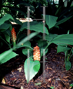Picture of Curcuma roscoeana 