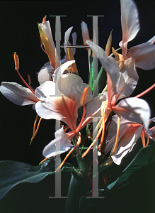 Picture of Hedychium x 'Pink Flame'