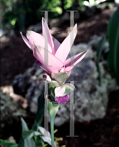 Picture of Curcuma alismatifolia 