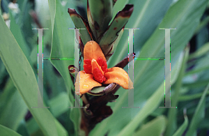 Picture of Hedychium hasseltii 