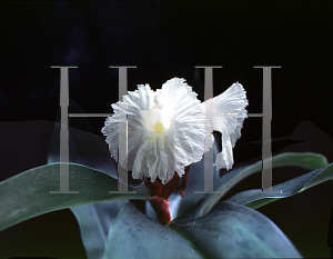 Picture of Costus speciosus 