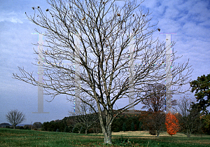 Picture of Aesculus glabra var. arguta 