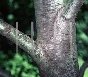 Picture of Alnus tenuifolia '~Species'