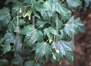 Picture of Acer elegantulum 