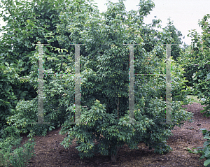 Picture of Acer elegantulum 