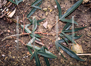 Picture of Brachychiton rupestris 