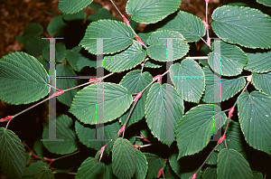 Picture of Corylopsis sinensis var. calvescens 