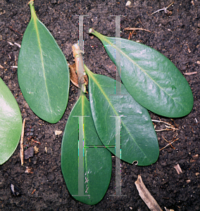 Picture of Corynocarpus laevigata 