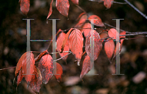 Picture of Cornus officinalis 