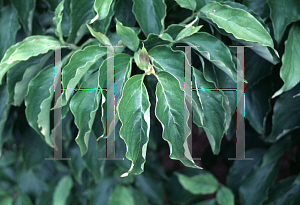 Picture of Cornus florida 'Pygmaea'