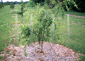 Picture of Crataegus aestivalis 