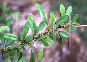 Picture of Crataegus aestivalis 