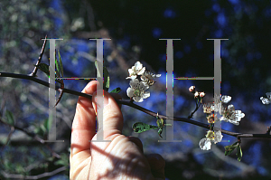 Picture of Crataegus aestivalis 