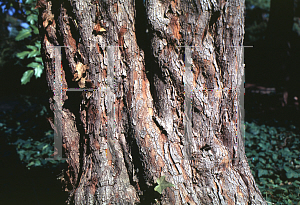 Picture of Crataegus aestivalis 