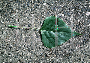 Picture of Populus x canadensis 'Eugenei'