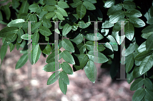 Picture of Sophora davidii 