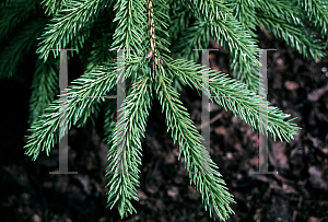 Picture of Picea maximowiczii 