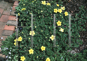 Picture of Potentilla fruticosa 'Longacre'