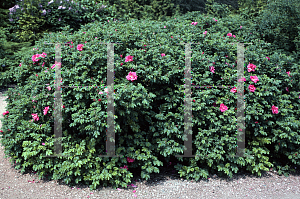 Picture of Rosa rugosa 'Dart's Dash'