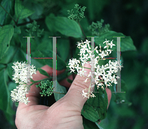 Picture of Cornus stricta 