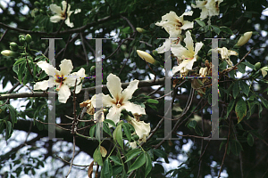 Picture of Chorisia insignis 