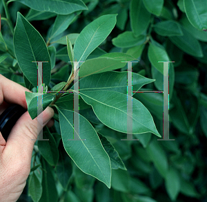 Picture of Cornus stricta 