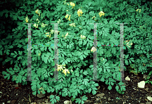 Picture of Corydalis lutea 