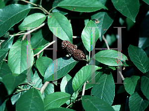 Picture of Alnus japonica 