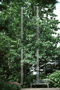 Picture of Populus x canadensis 'Eugenei'