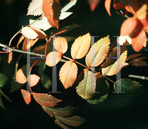 Picture of Sorbus pohuashanensis 