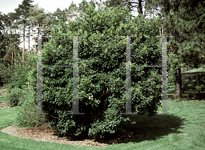 Picture of Sophora davidii 