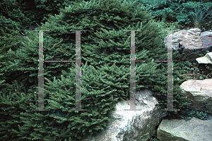 Picture of Picea abies 'Tabuliformis'