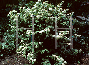 Picture of Deutzia parviflora 